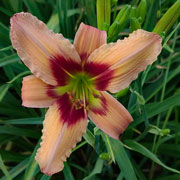 Peach and honey almond Daylily